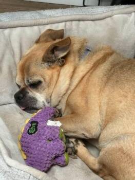 Virgil -  Chihuahua and Pug Dog for Adoption in Kettering, Ohio - Virgil | PetCurious