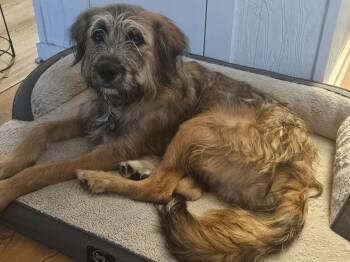 Grimace -  Wheaten Terrier Dog for Adoption in Mechanicsburg, Pennsylvania - Grimace | PetCurious