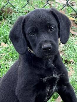 Beagle and Australian Cattle Dog Blue Heeler Dogs Available for Adoption - Balou | PetCurious