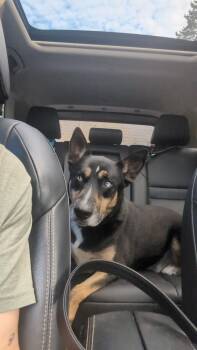 Charlie (Fenrir) -  German Shepherd Dog Dog for Adoption in Suamico, Wisconsin - Charlie (Fenrir) | PetCurious