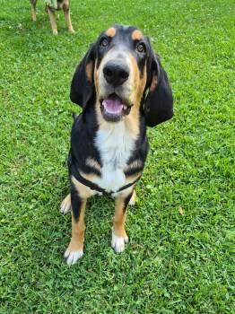 Bloodhound Dogs Available for Adoption in Walker, Louisiana - Memphis | PetCurious