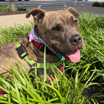 Rescue Mixed Breed Dogs for Adoption in Pittsburgh, Pennsylvania - Guster | PetCurious