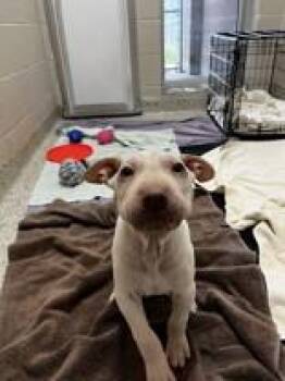 Shar Pei and Labrador Retriever Dogs Available for Adoption in Whitby, Ontario - Pho | PetCurious