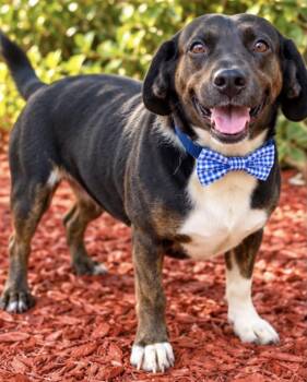FRED -  Dachshund Dog for Adoption in Margate, Florida - FRED | PetCurious