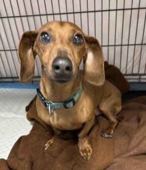 Dachshund Dogs Available for Adoption in Rochester, Indiana - BUDDY | PetCurious