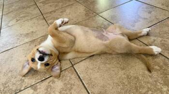 Labrador Retriever and Pit Bull Terrier Dogs Available for Adoption in Greenlawn, New York - Trevor | PetCurious