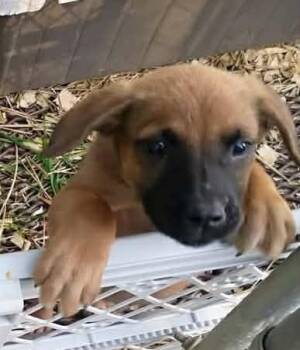 German Shepherd Dog Dogs Available for Adoption in Fort Payne, Alabama - Barbara Jean | PetCurious