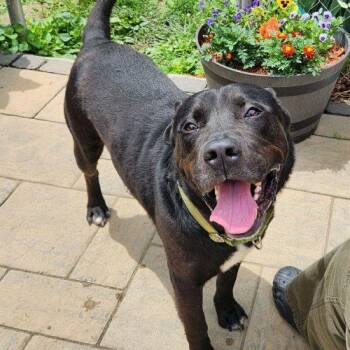 Boudreaux -  Mixed Breed Dog for Adoption in Georgetown, Kentucky - Boudreaux | PetCurious
