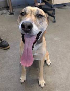 A885873 -  German Shepherd Dog Dog for Adoption in Camarillo, California - A885873 | PetCurious