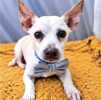 Peppy -  Chihuahua Dog for Adoption in Foley, Alabama - Peppy | PetCurious