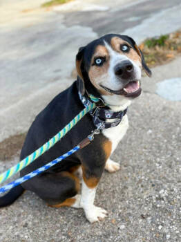 Rescue Mixed Breed Dogs for Adoption in Cincinnati, Ohio - Player | PetCurious