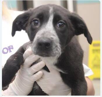 Chrysanthemum -  Mixed Breed Dog for Adoption in West Chester, Pennsylvania - Chrysanthemum | PetCurious