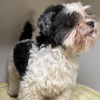 73029 -  Shih Tzu Dog for Adoption in Harrisonburg, Virginia - 73029 | PetCurious