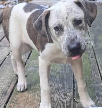 Freckles -  Pointer and Catahoula Leopard Dog Dog for Adoption in Alexander, Arkansas - Freckles | PetCurious