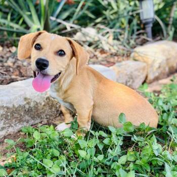 Grunt 26-07-137 -  Chihuahua and Mixed Breed Dog for Adoption in Bastrop, Texas - Grunt 26-07-137 | PetCurious