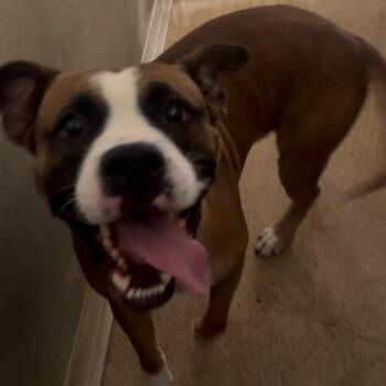 Baxter -  Mixed Breed Dog for Adoption in Ardmore, Oklahoma - Baxter | PetCurious