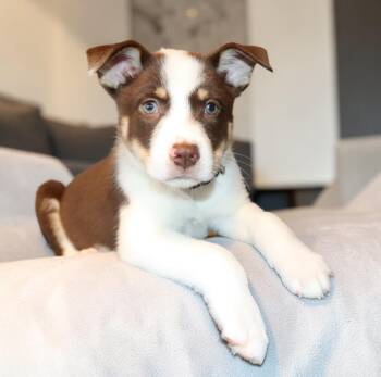 Melody -  Mixed Breed Dog for Adoption in Mesa, Arizona - Melody | PetCurious