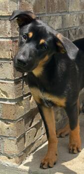 Archie, such a puppy joy and ready to give love (BC-203981) -  Labrador Retriever and Shepherd Dog for Adoption in Houston, Texas - Archie, Such A Puppy Joy And Ready To Give Love (BC-203981) | PetCurious