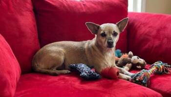 Chihuahua and Mixed Breed Dogs Available for Adoption in St. Augustine, Florida - Bella May | PetCurious