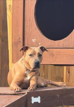 Rescue Pit Bull Terrier Dogs for Adoption in Longview, Texas - Brownie | PetCurious