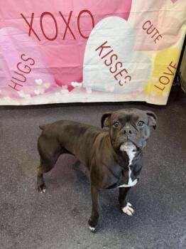 Boxer Dogs Available for Adoption - Raven | PetCurious