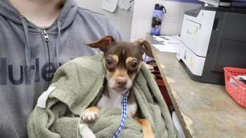 Chihuahua and Mixed Breed Dogs Available for Adoption in Omaha, Nebraska - VINCENT | PetCurious