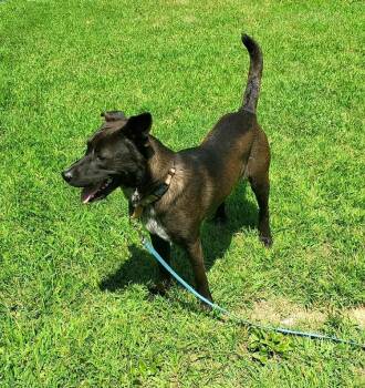 BRUNO -  Mixed Breed Dog for Adoption in Pegram, Tennessee - BRUNO | PetCurious