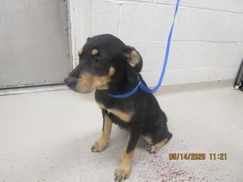 (316) -  Shepherd Dog for Adoption in Marietta, Georgia - (316) | PetCurious