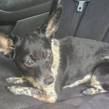 Chihuahua and Dachshund Dogs Available for Adoption in Gulfport, Mississippi - Moochie Aka Russell Scott | PetCurious
