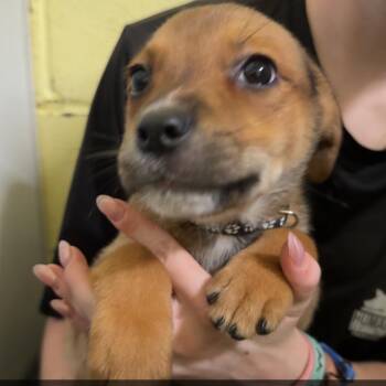 Froggy -  Mixed Breed Dog for Adoption in Blue Ridge, Georgia - Froggy | PetCurious