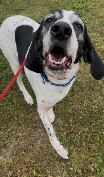 Olaf -  German Shorthaired Pointer Dog for Adoption in Stratham, New Hampshire - Olaf | PetCurious