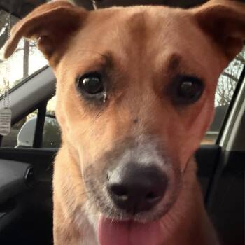 Mixed Breed Dogs Available for Adoption in Palestine, Texas - Cinnamin | PetCurious