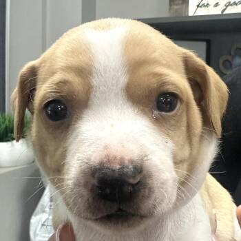 Mixed Breed Dogs Available for Adoption - Janice | PetCurious