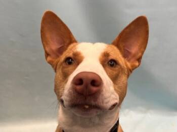 Rescue Shepherd and Labrador Retriever Dogs for Adoption in Golden Valley, Minnesota - Ginger | PetCurious