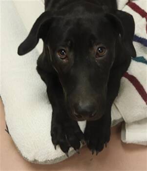 Rescue Mixed Breed Dogs for Adoption in Columbia, South Carolina - BLITZ | PetCurious