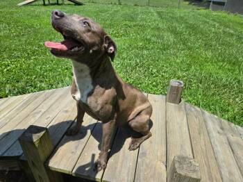 Smores -  Mixed Breed Dog for Adoption in Point Pleasant, West Virginia - Smores | PetCurious