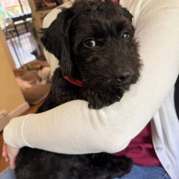 Schnoodle Dogs Available for Adoption - Felix | PetCurious