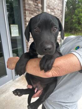 Labrador Retriever Dogs Available for Adoption in Gautier, Mississippi - Chocolate Chip | PetCurious