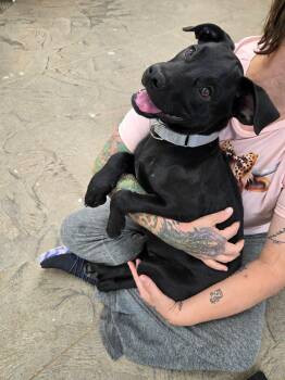 Comet -  Labrador Retriever and Pit Bull Terrier Dog for Adoption in Roosevelt, Utah - Comet | PetCurious