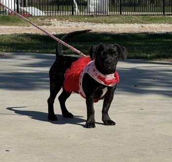Betsy -  French Bulldog and Chiweenie Dog for Adoption in Sealy, Texas - Betsy | PetCurious