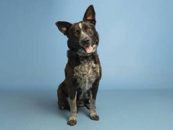 JOY -  Australian Cattle Dog Blue Heeler Dog Available for Adoption in Phoenix, Arizona - JOY | PetCurious