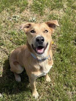 Yellow Labrador Retriever Dogs Available for Adoption in La Grande, Oregon - Henry | PetCurious
