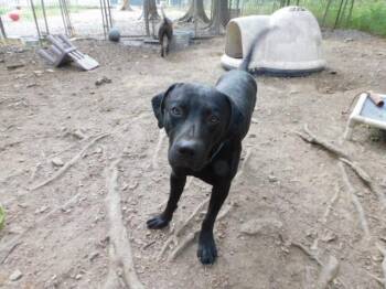 Rescue Black Labrador Retriever and Chesapeake Bay Retriever Dogs for Adoption in Millerstown, Pennsylvania - STEELERS | PetCurious