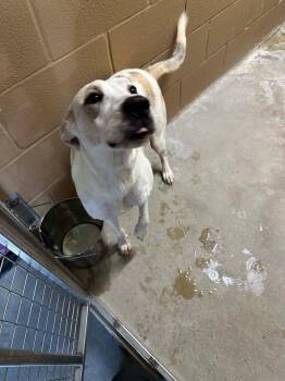 Hound Dogs Available for Adoption in Rockaway, New Jersey - Elsa Louisiana | PetCurious