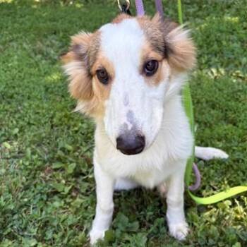 Beauty -  Collie Dog for Adoption in Phoenixville, Pennsylvania - Beauty | PetCurious