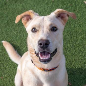 Rescue Mixed Breed Dogs for Adoption in Gainesville, Georgia - Milo | PetCurious