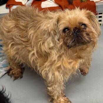 Sherlock Bones -  Mixed Breed Dog for Adoption in Fredericksburg, Virginia - Sherlock Bones | PetCurious