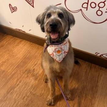 Rescue Poodle and German Shepherd Dog Dogs for Adoption in Farmington, Connecticut - Hazel | PetCurious