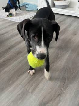 Mixed Breed Dogs Available for Adoption - Ranger | PetCurious