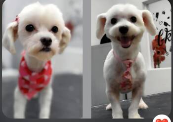 Diva & Snoopy -  Maltese Dog for Adoption - Diva & Snoopy | PetCurious